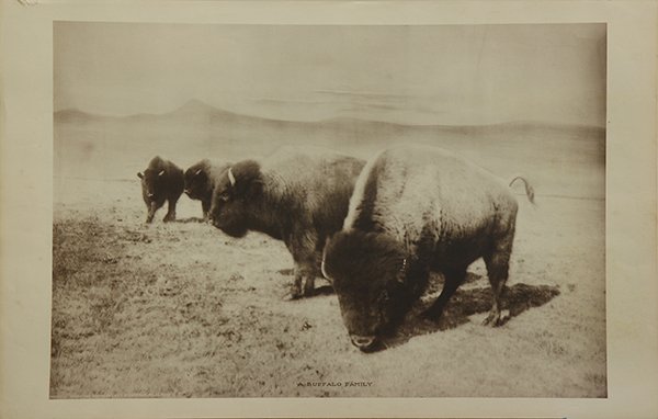 Buffalo Prints, American School (20th century): (lot of 5) American School (20th century), collection of Buffalo photolithographs and chromolithograph, unsigned, largest overall (all unframed): 24''h x 34.75''w. Provenance: The David C. and Sara Je