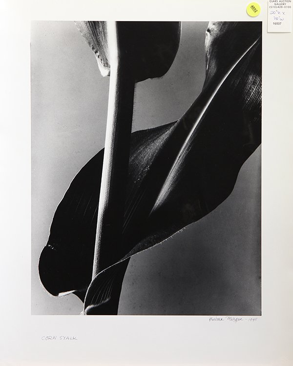Photograph by Barbara Morgan: Barbara Morgan (American, 1900-1992), "Corn Stalk," (1945), gelatin silver print, signed and dated lower right, sheet (unframed): 20"h x 16"w. Provenance: The David C. and Sarajean Ruttenberg Collecti