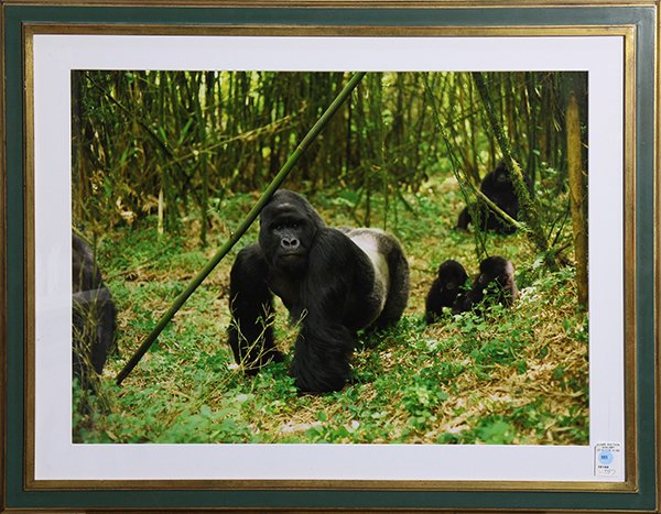 Photograph of Gorillas: Wildlife photograph of Gorillas in the Jungle, color c-print, overall (framed): 27.5"h x 34.5"w