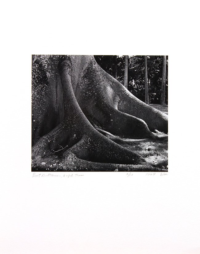 Photographs by William Webb: (lot of 5) William Webb (Californian, 20th century), ''Root Buttresses, Kapok Tree, '' 1964, gelatin silver print, initialed and dated in pencil ''WM 1964'' lower right, edition 2/10, titled in pencil
