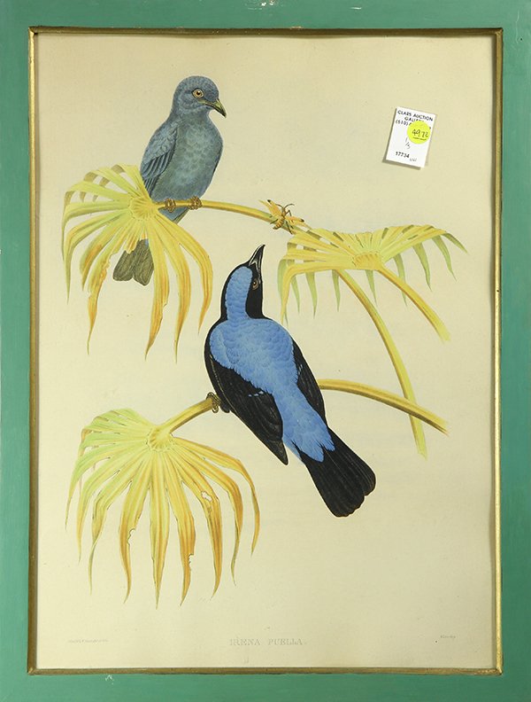 Prints, John Gould and Henry Constantine Richter: (lot of 5) John Gould (British, 1804-1881) and Henry Constantine Richter (British, 1821-1902), 'Harpactes Macloti," "Irena Puella," "Psarisomus Dalhousle," "Pitta Schwaneri," and "Harpactes Reinwardti