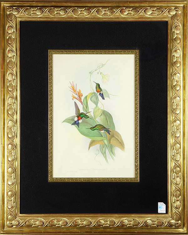 Prints, John Gould and H.C. Richter: (lot of 2) John Gould (British, 1801-1881) and H. C. Richter (British, 19th Century), "Panoplites Jardini," and "Eriocnemis Cupreiventris," lithographs in color, signed in plate lower left, titled low