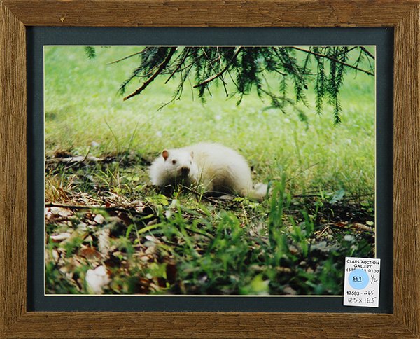 Photographs, Wooded Scene and Albino Squirrel: (lot of 2) Wooded Scene and Albino Squirrel, color photographs, unsigned, 20th century, largest overall (both framed): 12.5"h x 15.5"w. Provenance: From the Pittsburgh, PA estate of Richard Mellon Sca