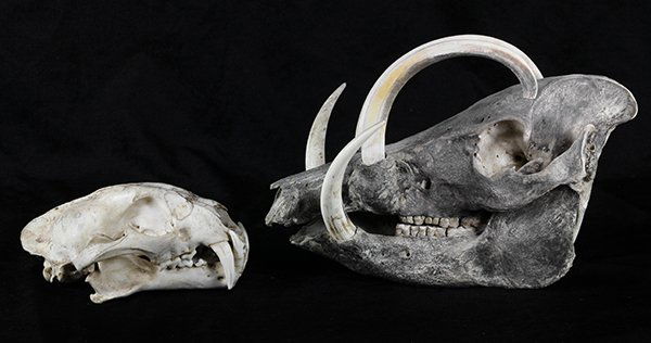 (lot of 2) Animal skulls from Indonesia, comprising a (1 of 4)