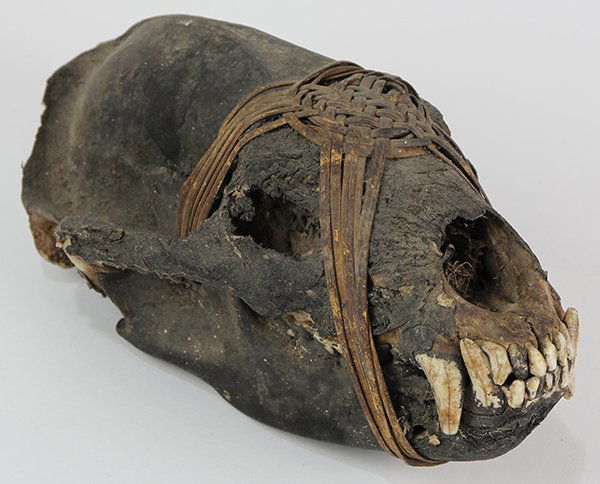 Dayak animal skull trophy (1 of 8)