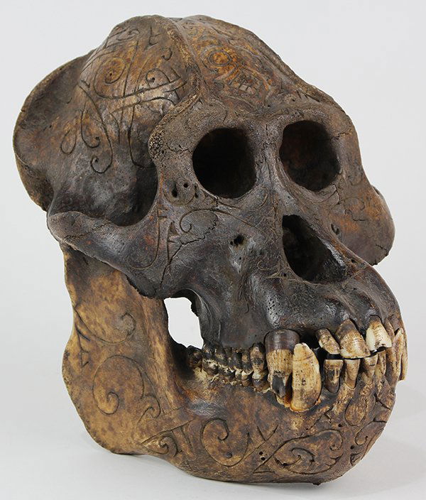 Dayak primate trophy skull (1 of 10)