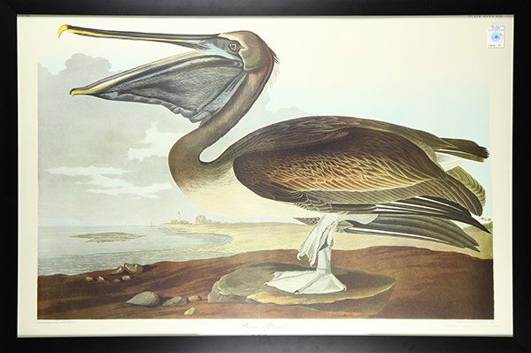 Print, Havell after John James Audubon (1 of 1)
