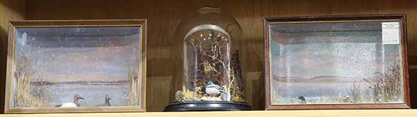 One shelf of diminutive nature dioramas, including a: One shelf of diminutive nature dioramas, including a pair of duck scenes in cases, etc, largest 8"h x 12"w. Provenance: From the Ligonier, PA estate of Richard Mellon Scaife