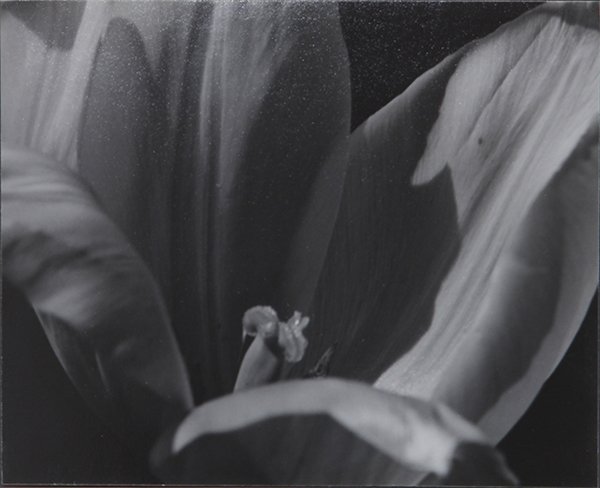 Photograph, Johan Hagemeyer: Johan Hagemeyer (American/Dutch, 1884-1962), Untitled (Flower), 1948, gelatin silver print, artist stamp and date verso, pencil signed, dated, '1941,' and inscribed/titled "Helen Gahagan," on artist m