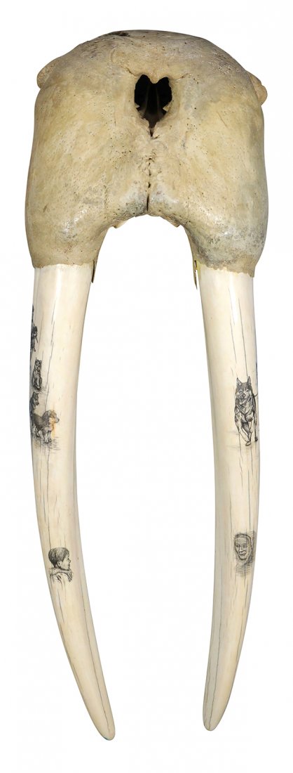 Inuit walrus skull with scrimshaw tusks: Inuit walrus skull with scrimshaw tusks, decorated with scenes of dog sledding and a child playing with sled dog, 31"l