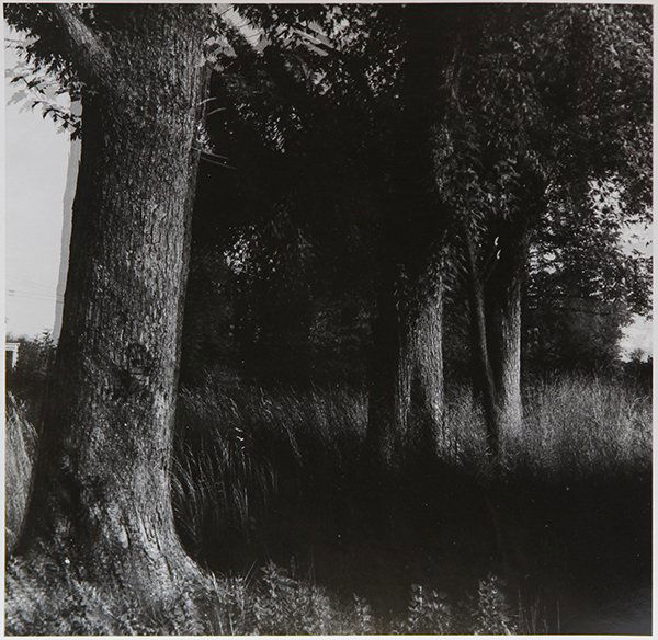 Photograph, Meatyard: Ralph Eugene Meatyard (American, 1925-1972), Untitled (Trees Out of Focus), gelatin silver print, signed "Madelyn O. Meatyard" verso, image: 7"h x 7"w, sheet: 8"h x 10"w. Provenance: The Art Institute