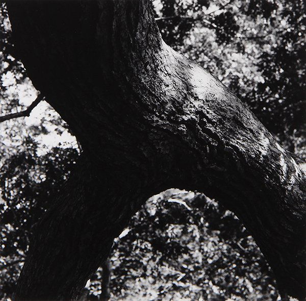 Photograph, Siskind: Aaron Siskind (American, 1903-1991), "The Tree 108," 1972, gelatin silver print, titled and dated lower left, pencil signed, titled, and dated verso, image: 9.5"h x 9.75"w, sheet: 14"h x 11"w, overall