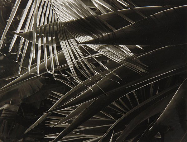 Photograph, Steiner: Ralph Steiner (American, 1899-1986), "Palmetto Leaves, Martinique," 1967, gelatin silver print, image: 7.75"h x 9.75"w, sheet: 8"h x 10"w, overall (with mat): 14"h x 17"w. Provenance: The Art Institut