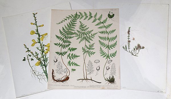 4 boxes of Clip-Art Deaccessioned by the California (1 of 3)