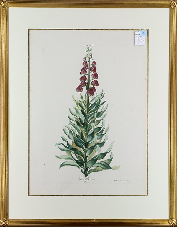 Print, Adam Ludwig Wirsing (1 of 1)