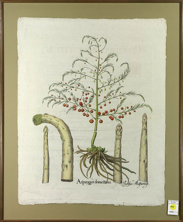 Print, Basilius Besler (1 of 1)