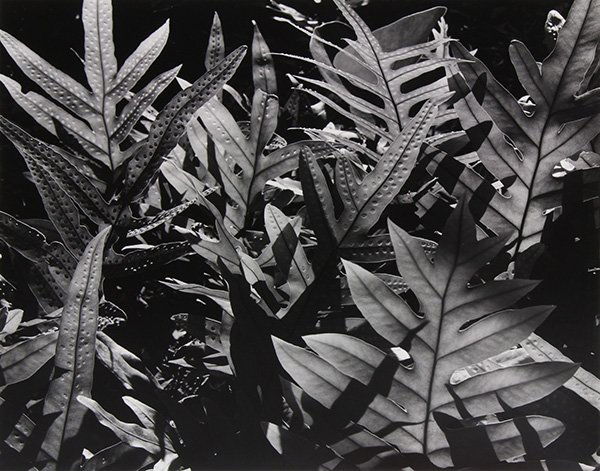 Photograph, Brett Weston (1 of 3)