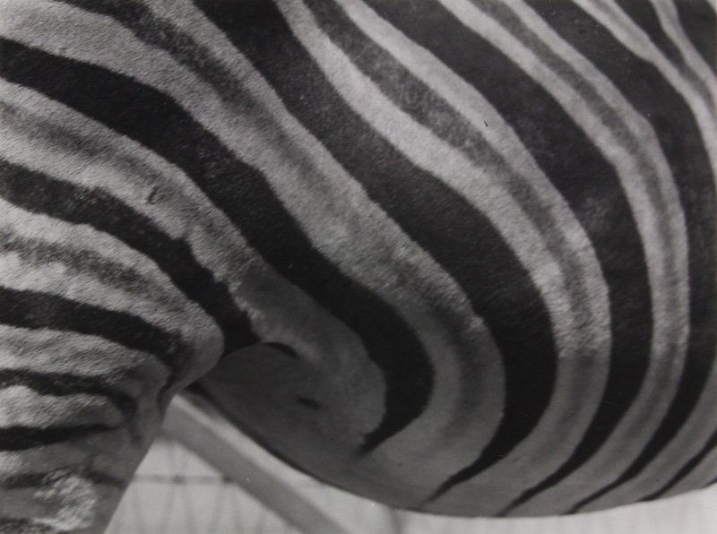 Photograph, Imogen Cunningham, Zebra (1920) (1 of 2)