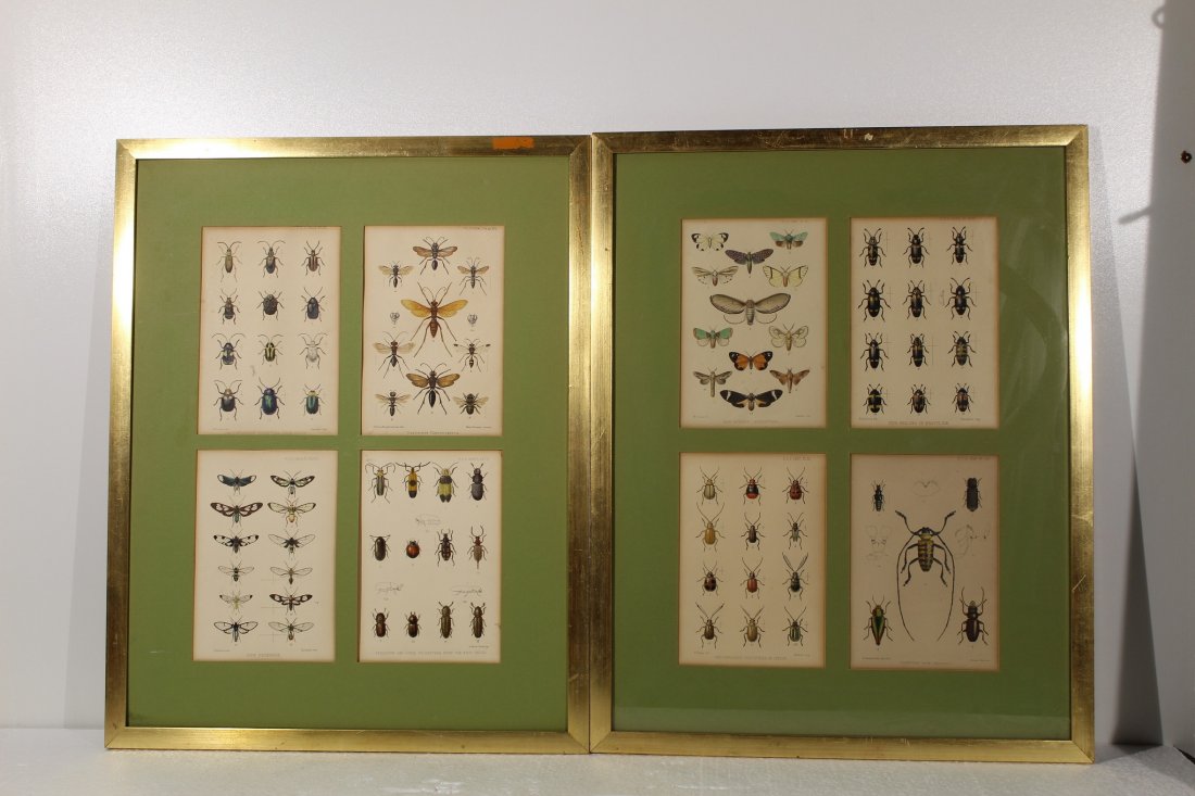 Pr. 19th c. Antique hand colored engravings butterfly (1 of 18)