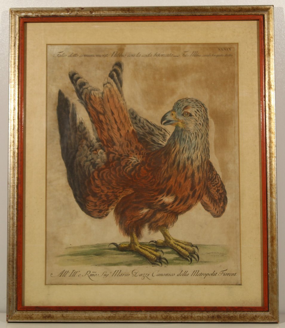 18th c. Antique bird print of eagle (1 of 13)