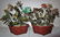 Pair Chinese Cinnabar planter and Jade plant