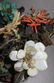 Pair Chinese Cinnabar planter and Jade plant - 7