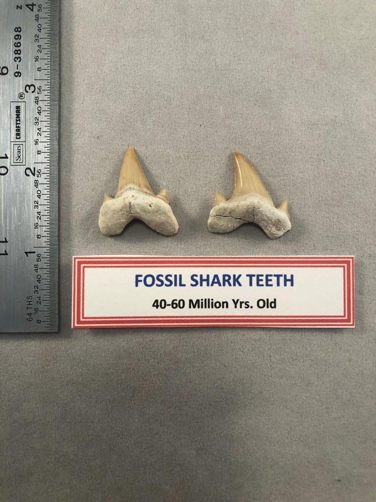 2 FOSSIL SHARK TEETH INDIAN ARTIFACT ARROWHEAD: THIS BEAUTIFUL ARTIFACT IS 1&1/4 INCHES LONG. IT IS FROM WEST COAST OF MEXICO. IT WILL MAKE A GREAT ADDITION TO YOUR COLLECTION!