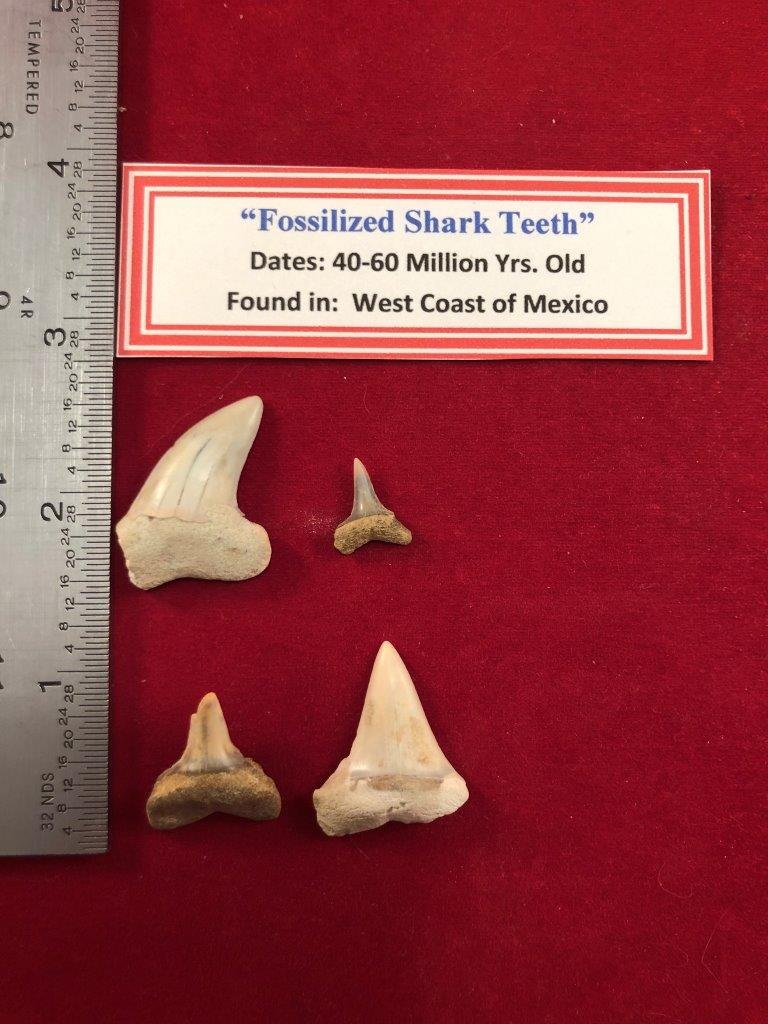 FOSSILIZED SHARK TEETH INDIAN ARTIFACT ARROWHEAD: THIS BEAUTIFUL NATIVE AMERICAN INDIAN ARTIFACT IS 40-60 MILLION YEARS OLD FOUND ON THE WEST COAST OF MEXICO. IT WILL MAKE A GREAT ADDITION TO YOUR COLLECTION! KEY WORDS: NATIVE AMERICAN INDIAN ARTIFAC