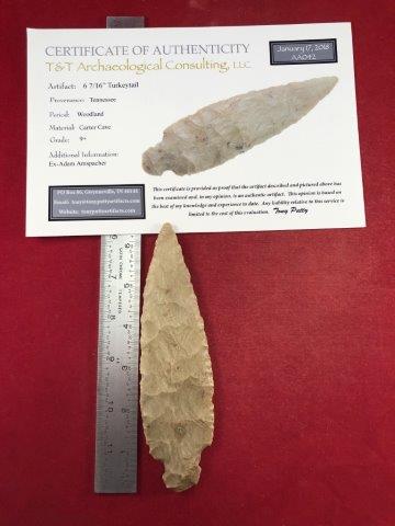 TURKEYTAIL   WITH COA (1 of 5)