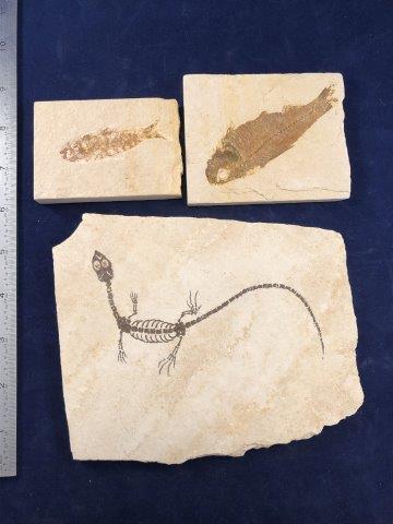 LIZZARD & 2 FISH FOSSILS     INDIAN ARTIFACT ARROWHEAD (1 of 4)