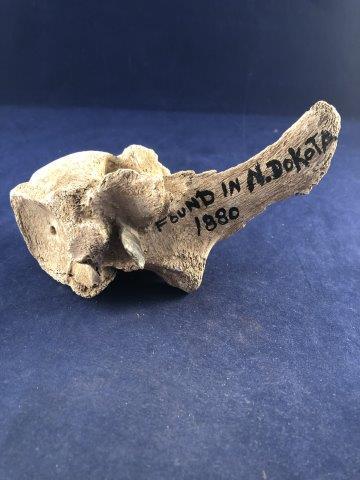 VERTABRA WITH ARROWHEAD STUCK INSIDE    INDIAN ARTIFACT (1 of 4)