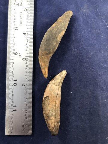 2 BEAR CLAWS     INDIAN ARTIFACT ARROWHEAD (1 of 1)