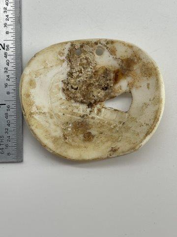 SHELL GORGET     INDIAN ARTIFACT ARROWHEAD (1 of 3)