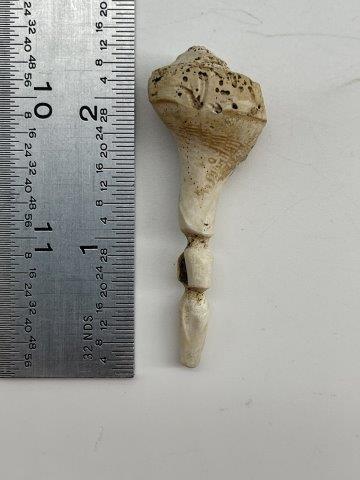 RARE SHELL BEAD FROM SPIRO      INDIAN ARTIFACT ARROWHEAD (1 of 5)