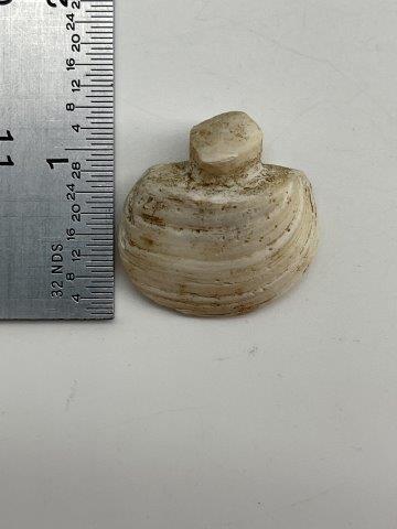 RARE SHELL BEAD FROM SPIRO      INDIAN ARTIFACT ARROWHEAD (1 of 5)
