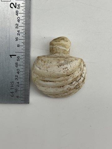 SHELL BEAD      INDIAN ARTIFACT ARROWHEAD (1 of 4)