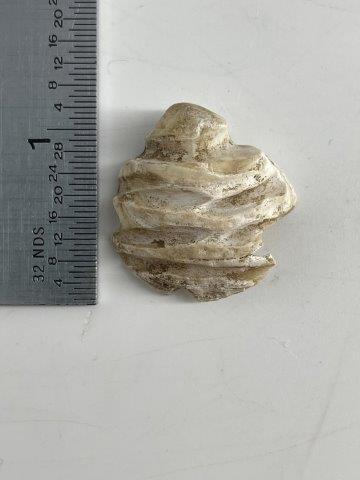 RARE SHELL BEAD FROM SPIRO  INDIAN ARTIFACT ARROWHEAD (1 of 3)