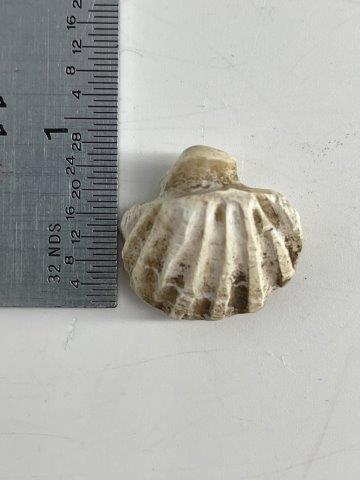 RARE SHELL BEAD FROM SPIRO  INDIAN ARTIFACT ARROWHEAD (1 of 3)