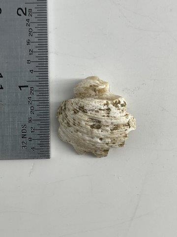 RARE SHELL BEAD FROM SPIRO  INDIAN ARTIFACT ARROWHEAD (1 of 3)