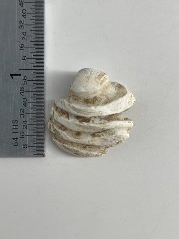 RARE SHELL BEAD FROM SPIRO   INDIAN ARTIFACT ARROWHEAD (1 of 3)