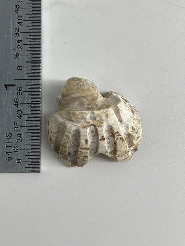 RARE SHELL BEAD FROM SPIRO   INDIAN ARTIFACT ARROWHEAD (1 of 3)