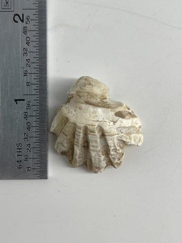 RARE SHELL BEAD FROM SPIRO   INDIAN ARTIFACT ARROWHEAD (1 of 3)