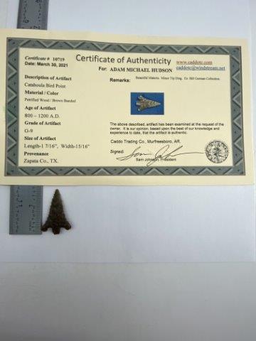 Catahoula Arrowpoint with COA (1 of 5)