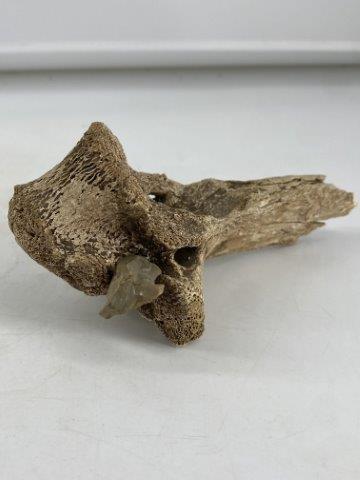 Vertebrae with embeded arrow point      Indian Artifact Arrowhead (1 of 5)