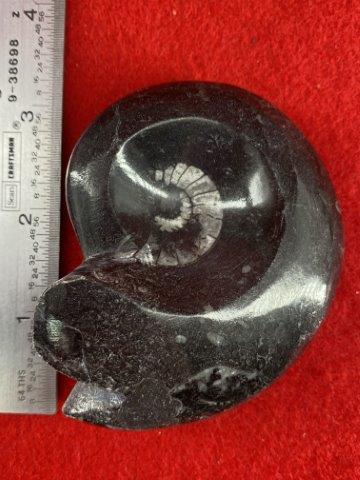 Fossil: KEY WORDS: NATIVE AMERICAN INDIAN ARTIFACT ARTIFACTS ARROWHEAD ARROWHEADS MISSISSIPPIAN QUAPAW CADDO POTTERY COINS