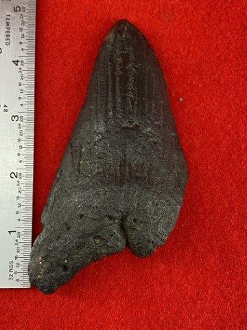 Large Shark Tooth Indian Artifact Arrowhead: Please see picture for measurment. This artifact is from a Northern Illinois Collection. KEY WORDS: NATIVE AMERICAN INDIAN ARTIFACT ARTIFACTS ARROWHEAD ARROWHEADS MISSISSIPPIAN QUAPAW CADDO POTTERY CO