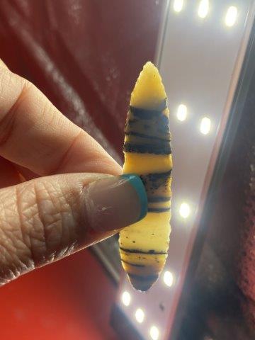 Gem Point      Indian Artifact Arrowhead (1 of 4)