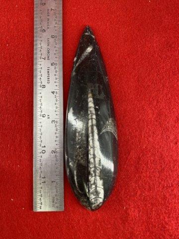 Fossil Indian Artifact Arrowhead: Please see picture for measurment. These artifacts are from multiple collections from around the United States. KEY WORDS: NATIVE AMERICAN INDIAN ARTIFACT ARTIFACTS ARROWHEAD ARROWHEADS MISSISSIPPIAN
