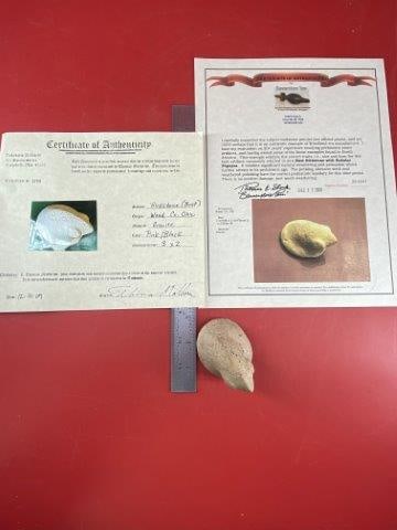 Bust Popeyed  Birdstone with 2 COAs (1 of 9)