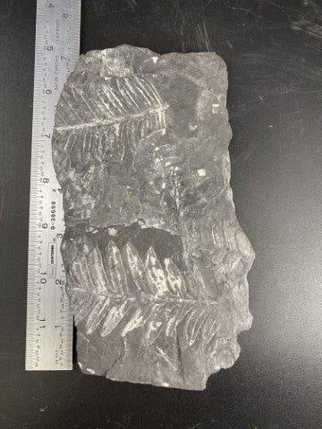 Fossil Indian Artifact Arrowhead: Please see picture for measurement. These artifacts are from multiple collections from around the United States. KEY WORDS: NATIVE AMERICAN INDIAN ARTIFACT ARTIFACTS ARROWHEAD ARROWHEADS MISSISSIPPIAN